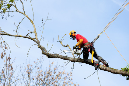 Tree Trimmer Booking Software