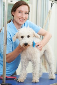 Appointment Apps For Mobile Dog Grooming