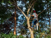 Tree Care Appointment Software