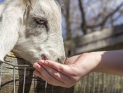 Petting Zoo Party Booking Software