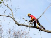 Tree Trimmer Booking Software