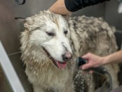 Appointment Apps For Dog Grooming