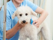 Appointment Apps For Mobile Dog Grooming